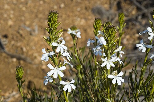 Goodenia scapigera: Goodenia scapigera near Ravensthorpe, Western Australia
