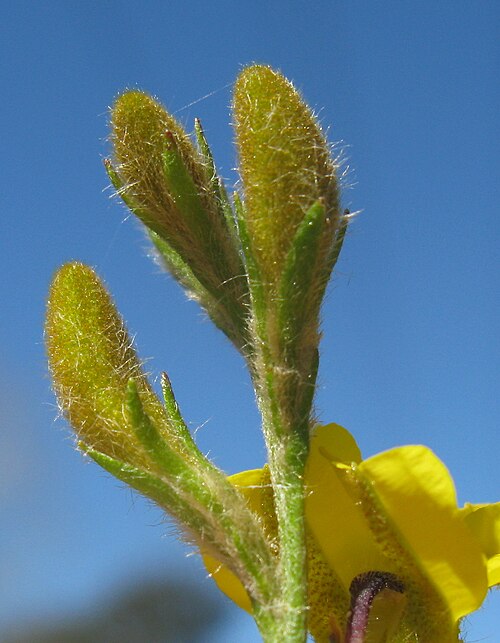 Goodenia stelligera: Flowerheads are spikes (or with some branching) on almost leafless stems. Sepals (5) are linear and 4–5 mm long. Corolla is 2-lipped and has 5 petals; 13–15 mm 