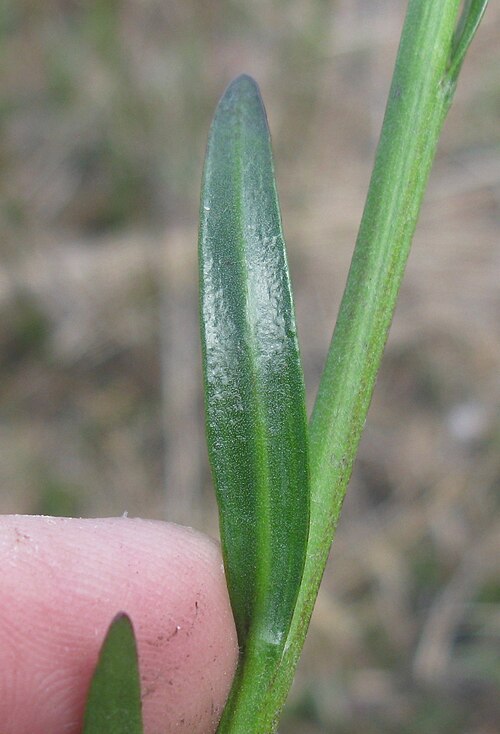 Goodenia stelligera: Leaves are mostly basal, unstalked, linear to oblanceolate, 5–25 cm long, 1–12 mm wide and usually glossy. Margins are entire or denticulate and thick. This is 