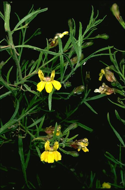 Goodenia stephensonii: Goodenia stephensonii in the Australian National Botanic Gardens