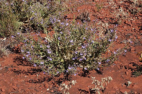 Goodenia stobbsiana: Goodenia stobbsiana at Karajini National Park, near the camp ground in the Pilbara, Western Australia