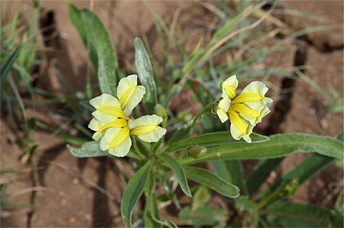 Goodenia strangfordii: Goodenia strangfordii near Cornish Creek crossing, 150km north-east of Longreach, Queensland