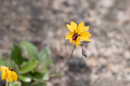Goodenia trinervis (Goodenia trinervis)