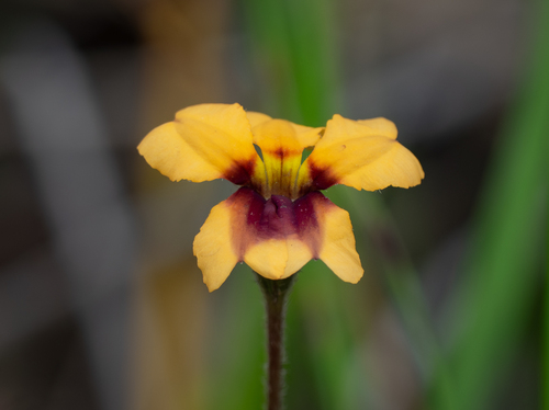 Goodenia trinervis (Goodenia trinervis)