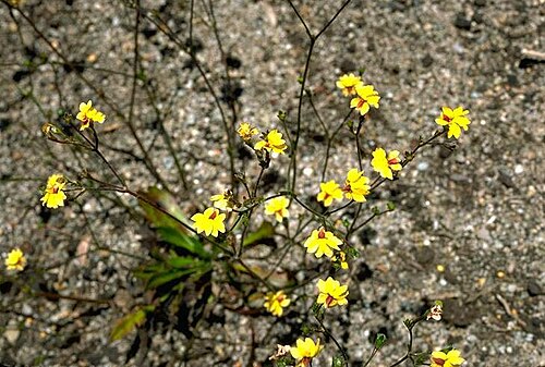 Goodenia trinervis: Goodenia trinervis in the Australian National Botanic Gardens
