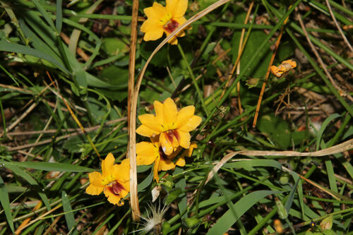 Goodenia trinervis (Goodenia trinervis)