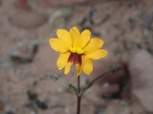 Goodenia trinervis (Goodenia trinervis)