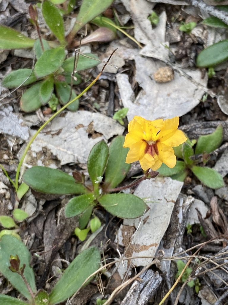 Goodenia trinervis (Goodenia trinervis)