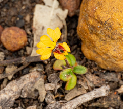 Goodenia trinervis (Goodenia trinervis)