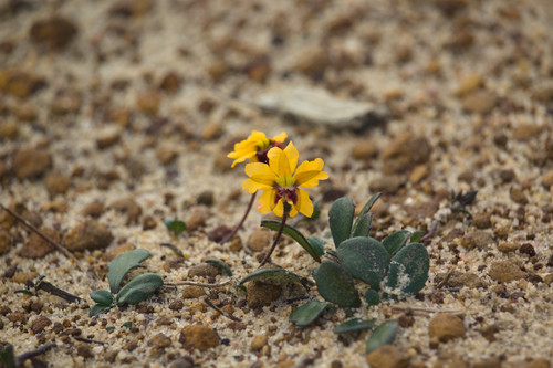 Goodenia trinervis (Goodenia trinervis)