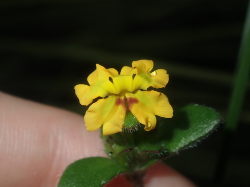 Goodenia trinervis (Goodenia trinervis)