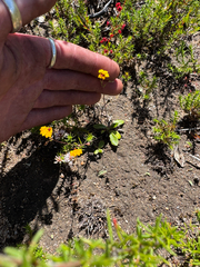 Goodenia trinervis (Goodenia trinervis)