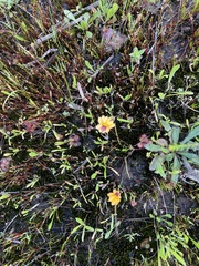 Goodenia trinervis (Goodenia trinervis)