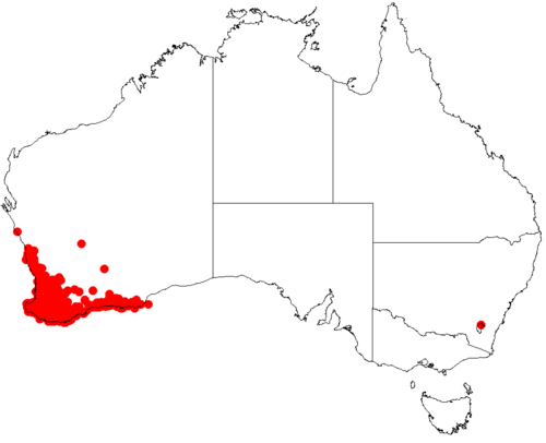 Goodenia trinervis: Velleia trinervis Occurrence data downloaded from [[Australasian Virtual Herbarium}AVH]] on 10 September 2018, https://doi.org/10.26197/5b95829e36509