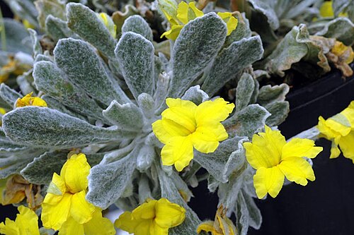 Goodenia tripartita: Goodenia tripartita in the Australian National Botanic Gardens