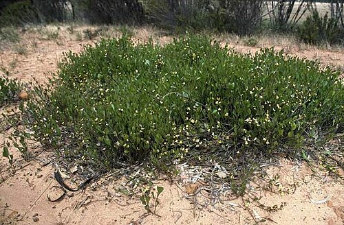 Goodenia varia: Goodenia varia near Kiata, Victoria