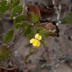 Goodenia varia (Goodenia varia)
