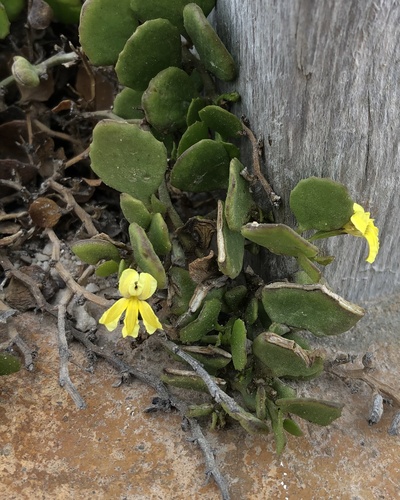 Goodenia varia (Goodenia varia)