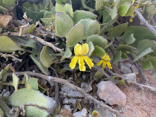 Goodenia varia (Goodenia varia)