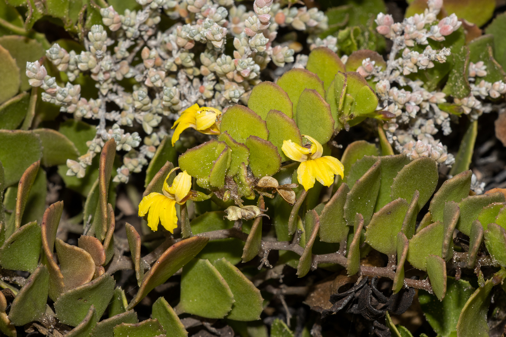 Goodenia varia (Goodenia varia)