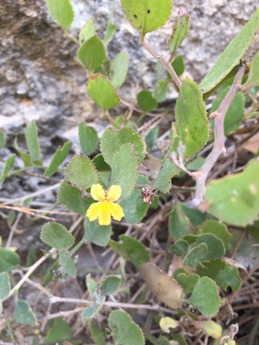 Goodenia varia (Goodenia varia)