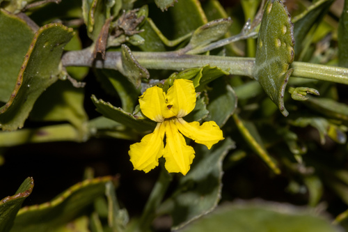 Goodenia varia (Goodenia varia)