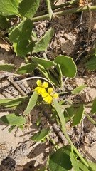 Goodenia varia (Goodenia varia)