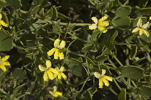 Goodenia varia: Goodenia varia at Nullarbor near the SouthAustralia/Western Australia border, in South Australia