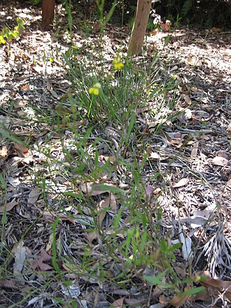 Goodenia varia: Goodenia varia photographed at the Royal Botanic Gardens Melbourne (Australia) in December