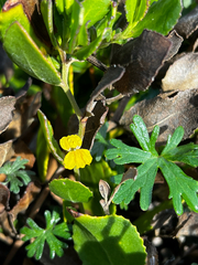 Goodenia varia (Goodenia varia)