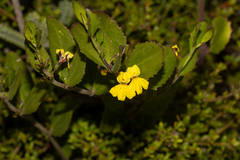 Goodenia varia (Goodenia varia)