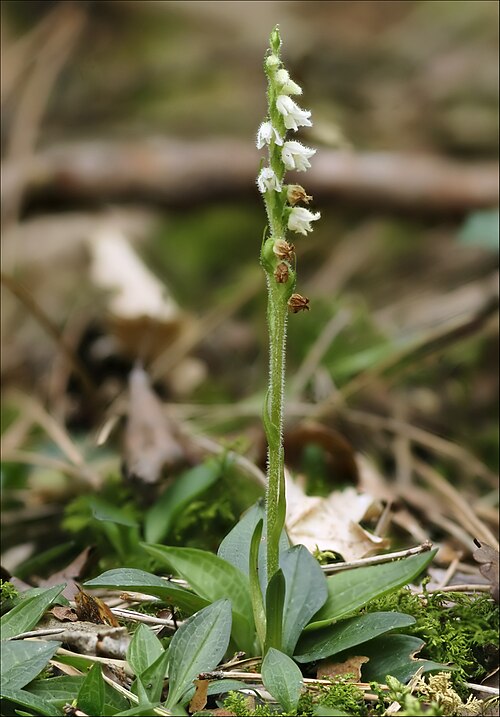 Creeping lady's-tresses: Creeping lady's tresses. Height = ~11 cm.