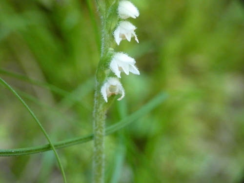 Creeping lady's-tresses (Goodyera repens)