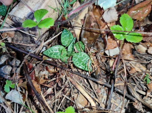 Creeping lady's-tresses (Goodyera repens)