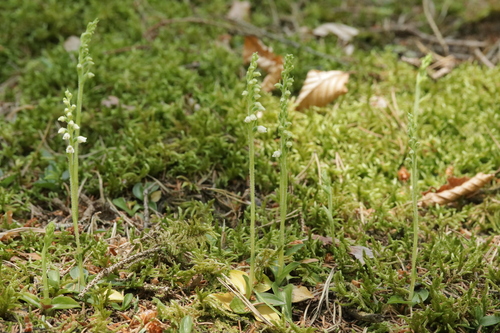 Creeping lady's-tresses (Goodyera repens)