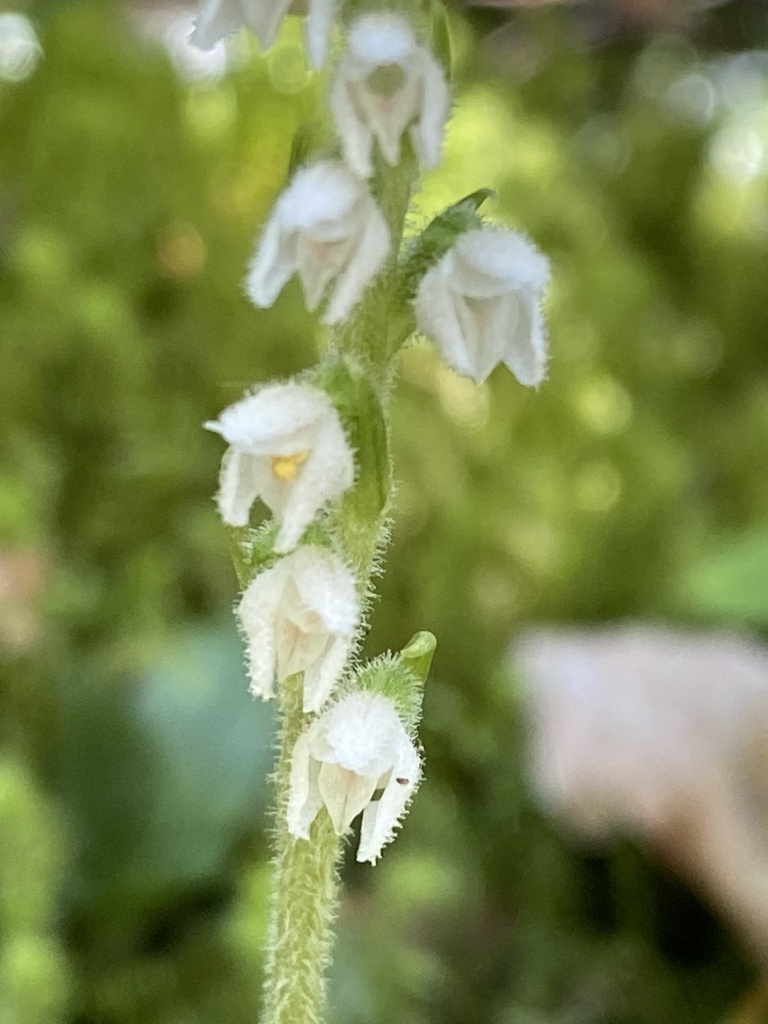 Creeping lady's-tresses (Goodyera repens)