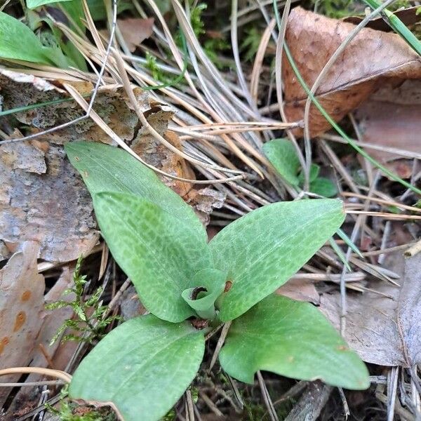Creeping lady's-tresses (Goodyera repens)