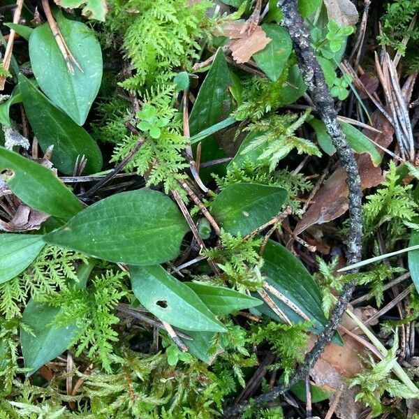 Creeping lady's-tresses (Goodyera repens)