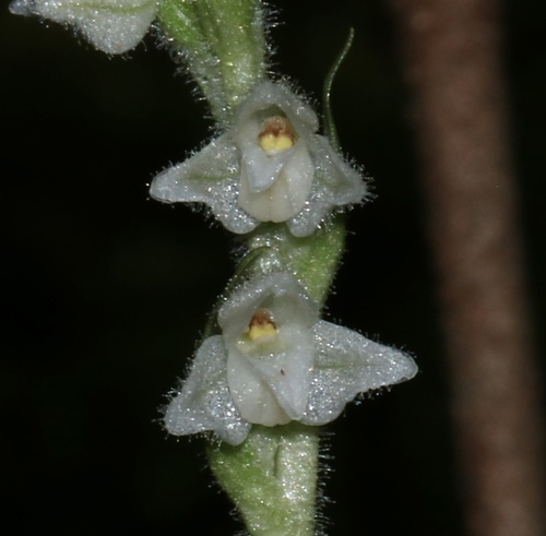 Creeping lady's-tresses (Goodyera repens)