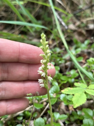 Creeping lady's-tresses (Goodyera repens)