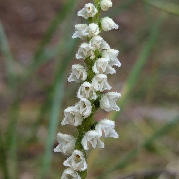 Creeping lady's-tresses (Goodyera repens)