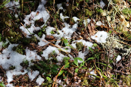 Creeping lady's-tresses (Goodyera repens)