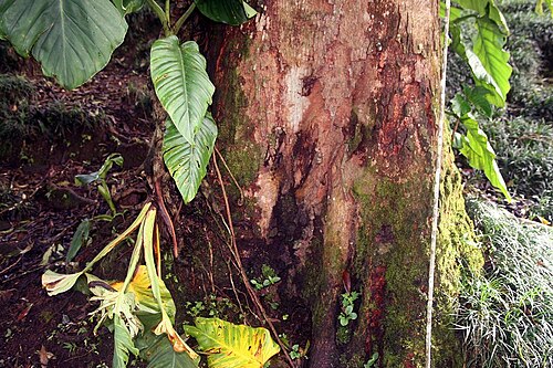 Gordonia fruticosa: Location taken: Wilson Botanical Garden, Las Cruces Biological Station, Costa Rica. Names: Gordonia fruticosa (Schrad.) H.Keng Classification: Plantae > Magnoli