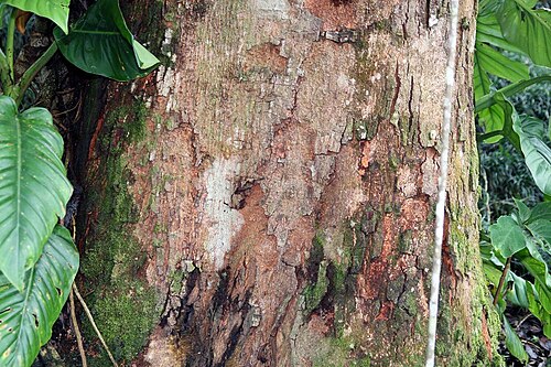 Gordonia fruticosa: Location taken: Wilson Botanical Garden, Las Cruces Biological Station, Costa Rica. Names: Gordonia fruticosa (Schrad.) H.Keng Classification: Plantae > Magnoli