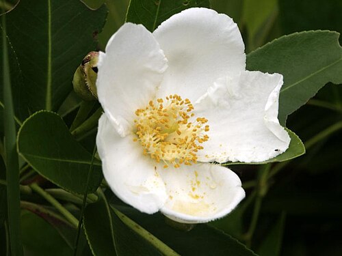 Loblolly bay: Gordonia in Tiger Creek Preserve, Polk Co., FL