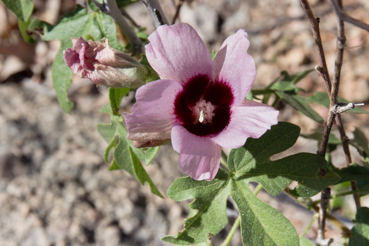 Gossypium anomalum: Gossypium anomalum-1687