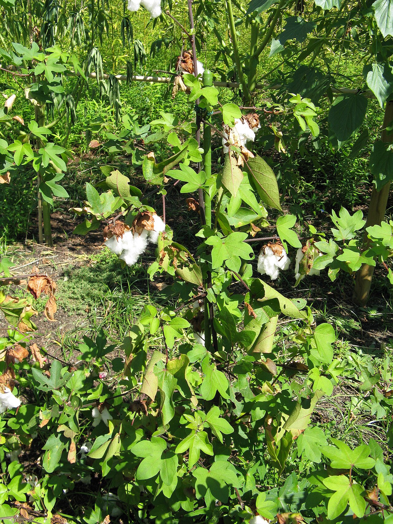 Cotton: Gossypium arboreum