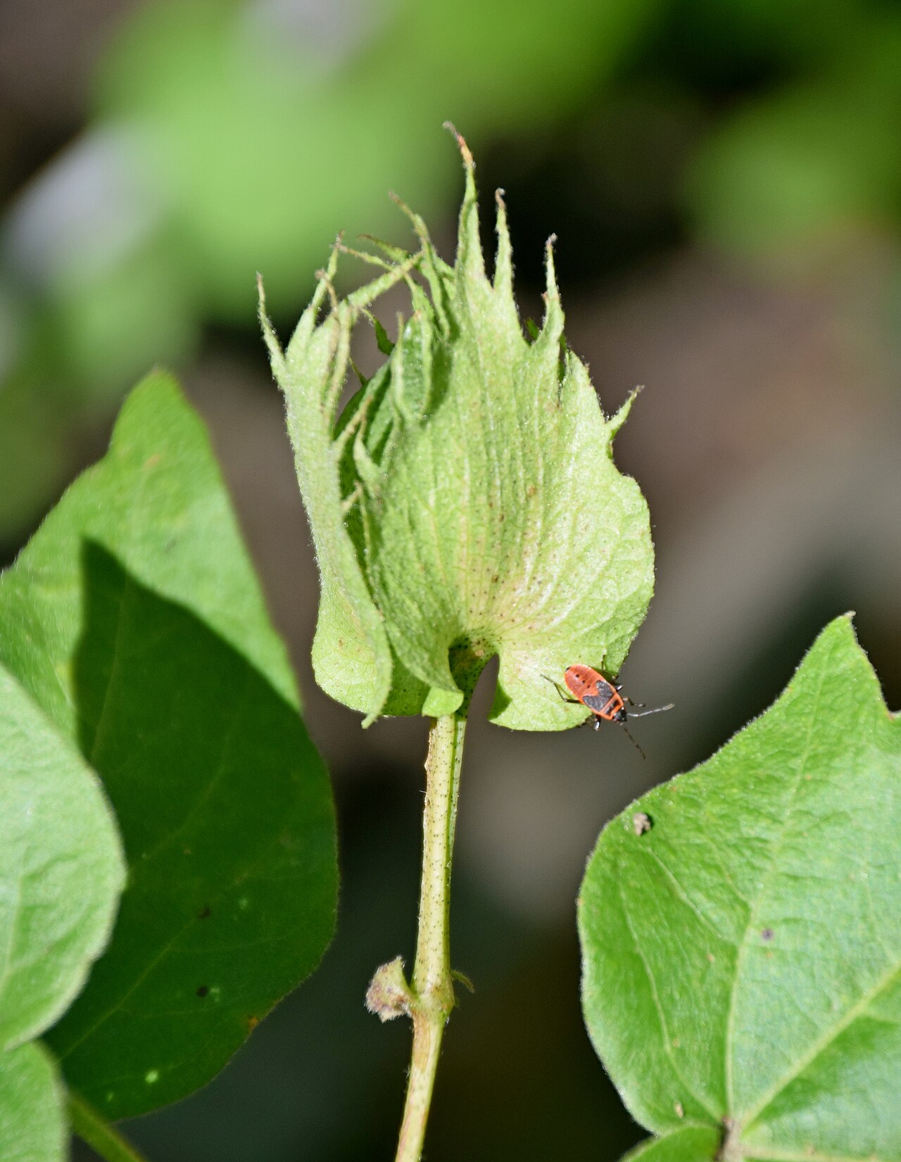 Cotton: Gossypium arboreum in Jardin botanique de la Charme, Clermont-Ferrand, France