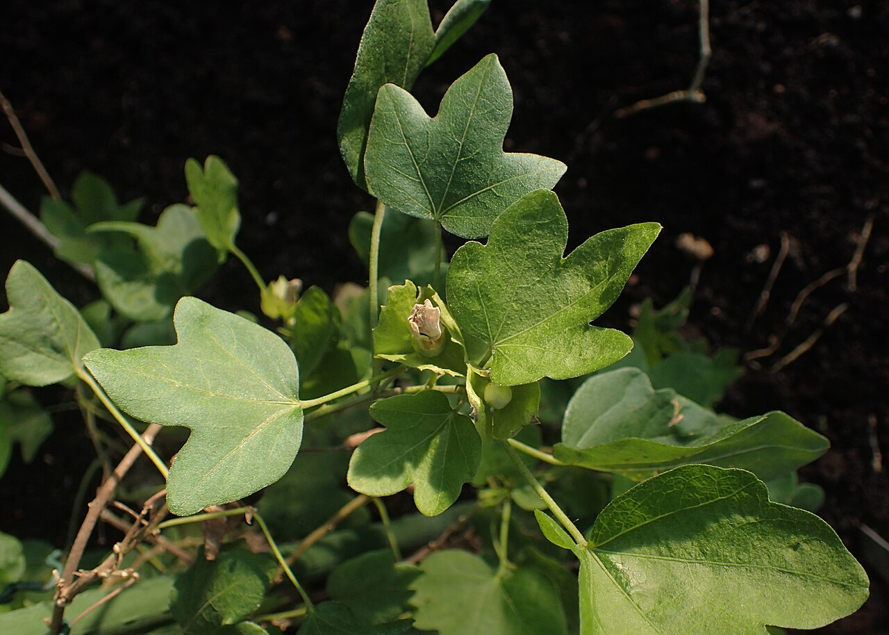 Cotton: Gossypium arboreum in the Botanischer Garten, Berlin-Dahlem