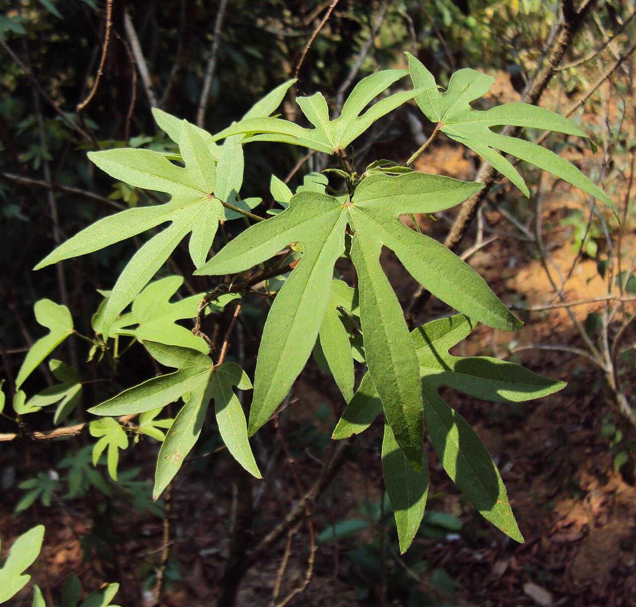 Cotton: Gossypium arboreum